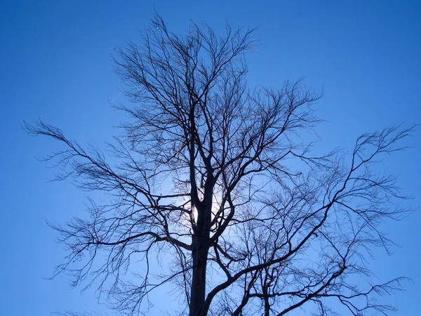Sylwetka Bezlistne Bukowe Drzewa Tle Błękitnego Nieba — Zdjęcie stockowe
