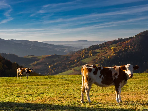 Pâturage Des Vaches Dans Les Pâturages Beskids Mountains Automne Proximité — Photo