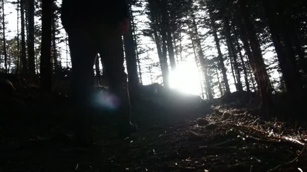 Sylwetka Hiker Chodzenie Słońcu Oświetlone Sceny Leśnej — Wideo stockowe