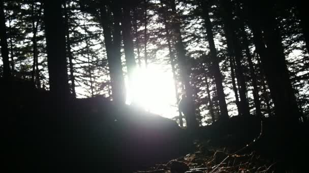 Silhouette Des Wanderers Der Sonnenbeschienenen Wald Wandelt — Stockvideo
