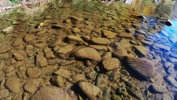 Las Piedras Agua Transparente Sobre Río Montañoso Día Soleado Otoñal — Vídeo de stock