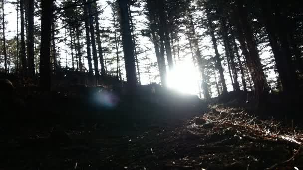 Sylwetka Hiker Chodzenie Słońcu Oświetlone Sceny Leśnej — Wideo stockowe
