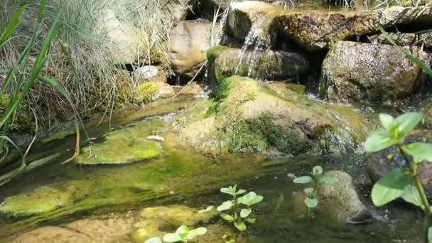 Agua Corriente Arroyo Luz Del Sol Brillante — Vídeo de stock