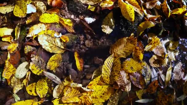 在溪流中掉落的叶子 直接在上面 — 图库视频影像