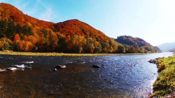 Río Poprad Soleado Día Otoño Rytro Polonia — Vídeo de stock