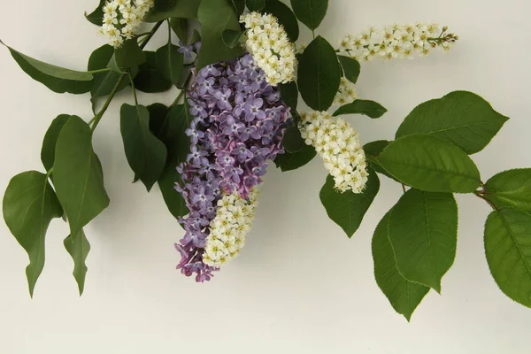 Lilac and bird cherry branches on a white background