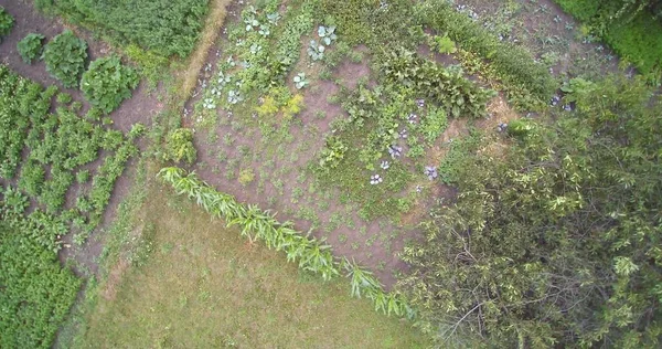 Vista aérea del dron de la ciudad ucraniana del campo y jardines con casas — Foto de Stock