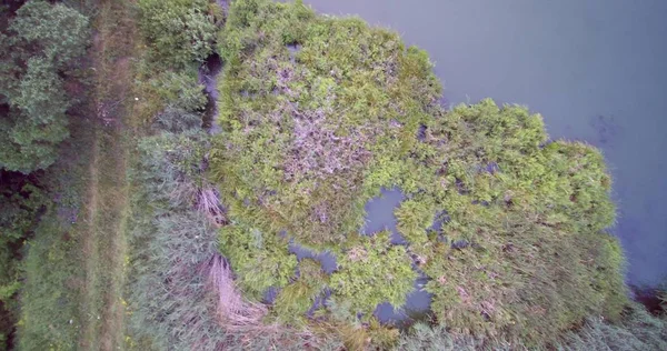 Vista aérea do drone da grama do lago do país e ilhas verdes do lago da cana-de- — Fotografia de Stock
