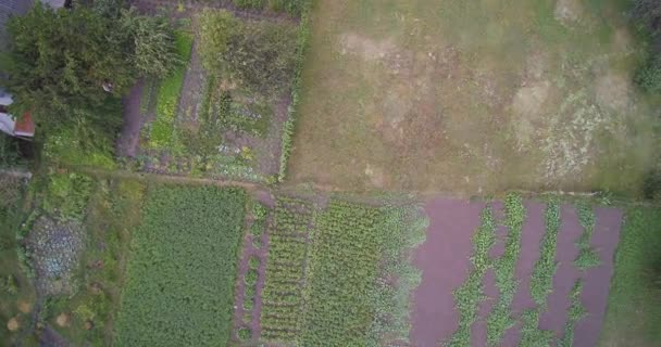 Aerial Drone utsikt över landet trädgård med potatis, körsbär och kål — Stockvideo