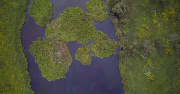 Reed Cane gelen ülke Gölü çim ve yeşil göl Adaları hava drone görünümü