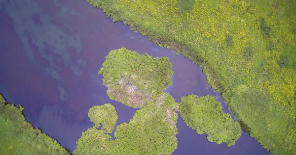 Reed Cane gelen ülke Gölü çim ve yeşil göl Adaları hava drone görünümü