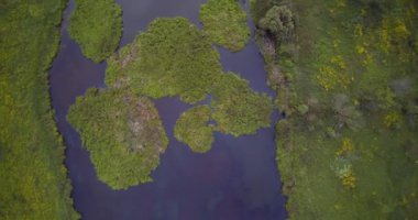 Reed Cane gelen ülke Gölü çim ve yeşil göl Adaları hava drone görünümü