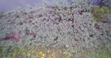 Reed Cane gelen ülke Gölü çim ve yeşil göl Adaları hava drone görünümü