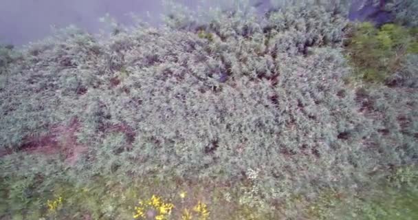 Vista aérea del dron de la hierba del lago del país y las islas verdes del lago de caña de caña — Vídeos de Stock