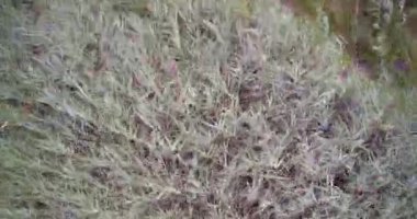 Havadan drone Cane Reed Field görünümü ahşap köprü ve tren parça yakın Swamp