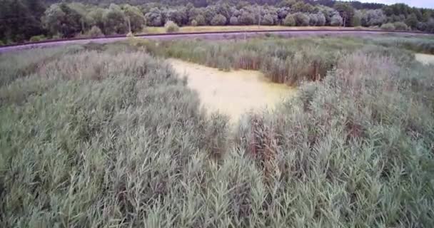 Antenn Drone vy av sockerrör Reed Field och tåg spår nära Swamp — Stockvideo