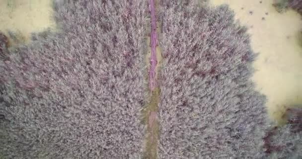 Luchtfoto drone View van Cane reed veld en smalle pad houten brug in Swamp — Stockvideo