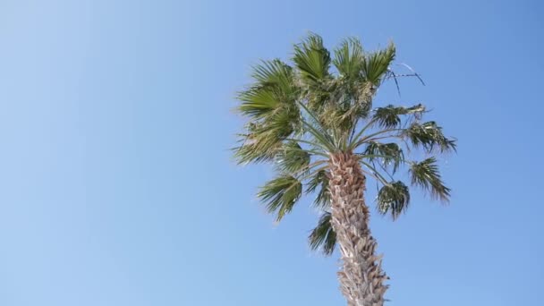 Pálmafa és a kék ég a háton a földre egy szeles napsütéses napon — Stock videók