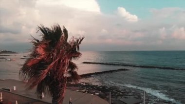 Drone arka planda deniz ve turistik alan ile palmiye ağaçları üzerinde uçuyor. Ön palmiye ağacının yakın çekim görünümü ile turistik yaya yolunun havadan görünümü.