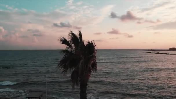 日落时分欣赏棕榈树和海洋的无人机。棕榈树的特写视图，背景是大海. — 图库视频影像