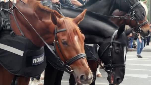 Pohled zblízka na policejního koně, který stojí na výročním přehlídce v Kyjevě — Stock video
