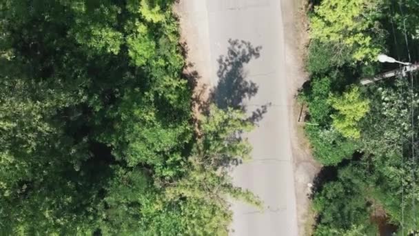 Vista aérea de la carretera del parque en el bosque. Drone vuela a través del parque verde. Isla de Truhanov — Vídeo de stock