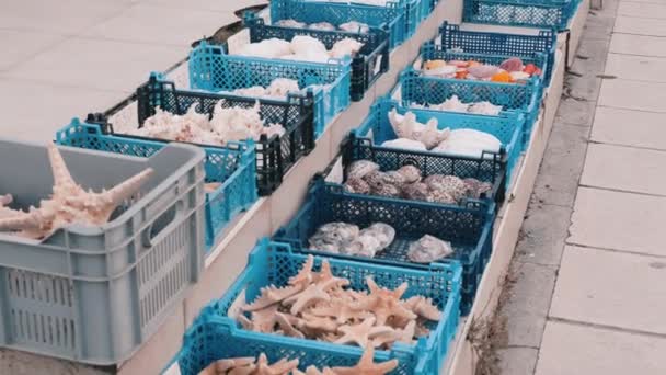 Cestas azuis do mercado de pesca com conchas, ostras, estrelas do mar, conchas, cockleshell, lembranças de moluscos — Vídeo de Stock