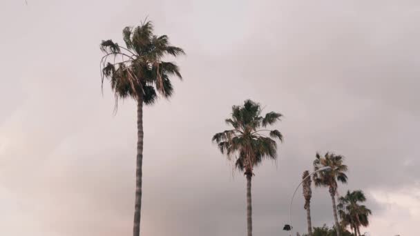Palms trees swaying in wind. Row of green palm trees with an overcast blue sky on background. Group of palm trees against gray sky. Coconut palm tree leaves moving in wind — Stock Video