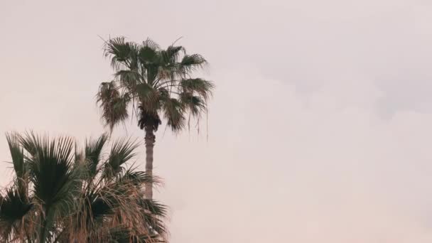 Gri bulutlu gökyüzüne karşı izole yalnız palmiye ağacı. Palmiye ağacı rüzgarda hareket eden yaprakları. Yeşil palmiyenin ön görünümü. Hindistan cevizi ağacı gökyüzünde sallanıyor. Bulutlu gökyüzünde tropikal ağaç — Stok video