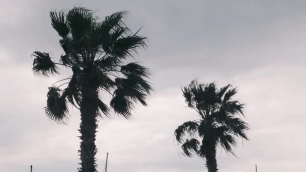 Palm bomen zwaaiende met sterke wind. Palm bomen slingeren in de wind. Sterke wind buigen Palm bladeren. Slecht stormachtig regen weer op het strand — Stockvideo