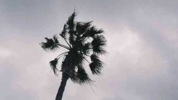 Geïsoleerde palmboom tegen grijze bewolkte hemel. Palm boom laat slingeren in de wind. Bodem beeld van palmboom — Stockvideo