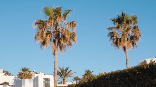 棕榈树在风中向天空摇摆。棕榈树对蓝天和建筑物。绿棕榈叶在风中摇摆 — 图库视频影像