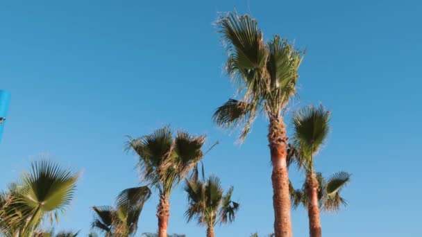 Palmové stromy proti obloze. Palmová listí se zvedá ve větru. Skupina palmových stromů proti modrému nebi — Stock video