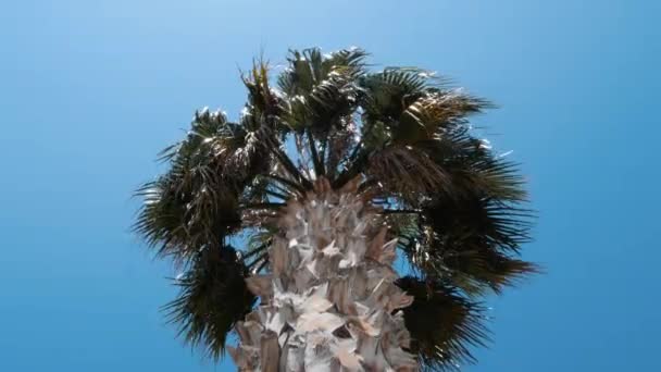 Isolated palm tree against blue sky. Palm tree leaves swaying on wind, bottom view — Stock Video