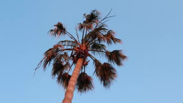 Isolated bright green tropical palm tree against blue sky. Palm leaves swaying in wind — Stock Video