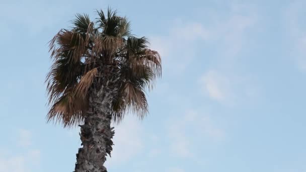 Eenzame geïsoleerde tropische palmboom tegen blauwe hemel. Zijaanzicht van groene palmboom wuivende op de wind — Stockvideo