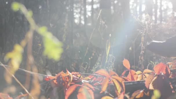 Vrouwelijke voeten in toeristische laarzen lopen op houten log in herfst bos met rode bladeren op warme zonnige dag. Zonsopgang in Woodland — Stockvideo