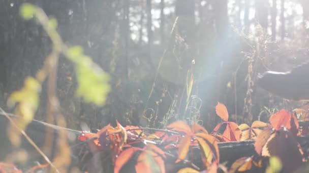 Pies femeninos en botas turísticas caminando sobre tronco de madera en bosque otoñal con hojas rojas en un día cálido y soleado. Salida del sol en el bosque — Vídeos de Stock