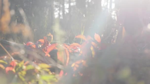 Atractivo senderismo femenino joven de moda en el bosque rojo amarillo de otoño en el cálido día de otoño. Rayos de sol rompiendo árboles hojas al amanecer — Vídeos de Stock