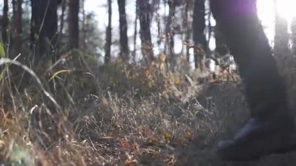 Joven mujer pies en botas de senderismo seguimiento a través de bosque de otoño al amanecer. Atractiva turista femenina caminando en el bosque de otoño en un día soleado y cálido — Vídeo de stock