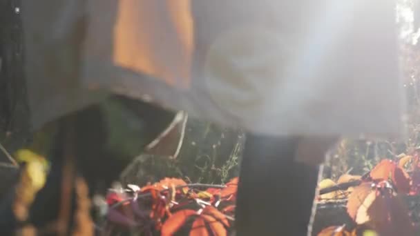 Jeune femme à la mode en manteau et jeans noirs marchant dans la forêt d'automne avec des feuilles rouges et jaunes au lever du soleil. Vue arrière rapprochée — Video