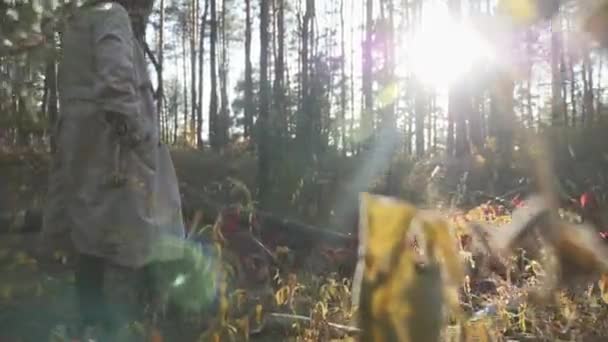 Genç kafkas esmer melankoli kadın bezh ceket ve sıcak kahverengi eşarp güneşli sonbahar gününde sonbahar ormanda yürüyüş. Geri görünüm — Stok video