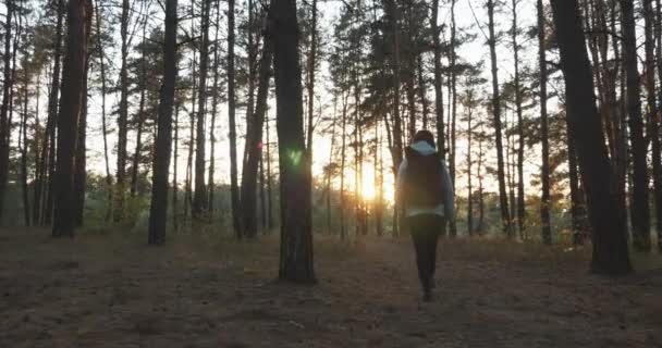 Viajante jovem atraente com grande mochila turística preta caminhadas na floresta pinheiros queda ao pôr do sol. Mulher caminhando em florestas de outono — Vídeo de Stock