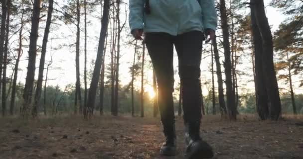Ung kvinnlig turist i blå jacka, jeans och turist stövlar går i höst skogen vid solnedgången. Kvinna resenär går bland tallar — Stockvideo