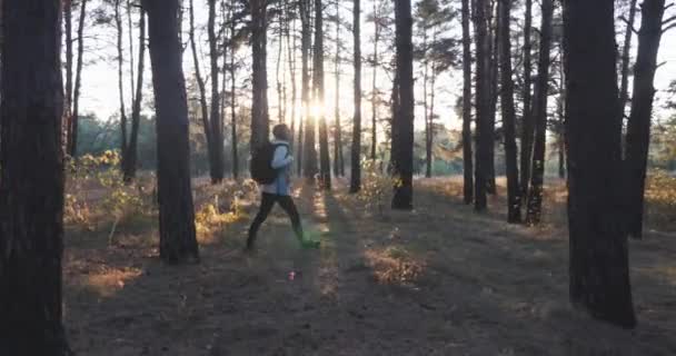 Mulher viajante em casaco azul com grande mochila turística caminhando floresta de outono no dia quente ensolarado. Jovem caminhando na floresta de outono — Vídeo de Stock