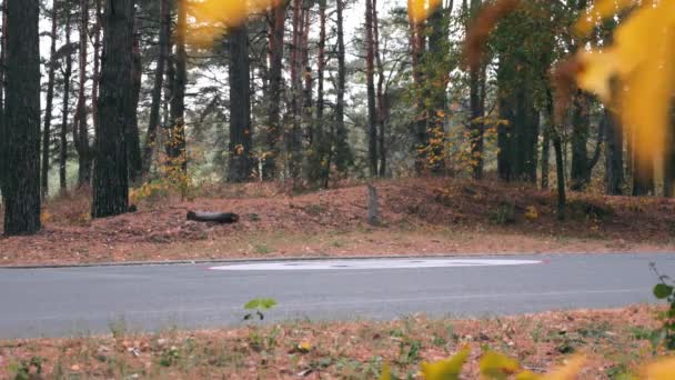 Pewny siebie zawodowy rowerzysta w czarnym hełmie i okularach przeciwsłonecznych jeżdżący na rowerze drogowym w jesiennym parku miejskim. Młoda stylowa męska lekkoatletyka trening na rowerze próbnym w jesiennym parku — Wideo stockowe