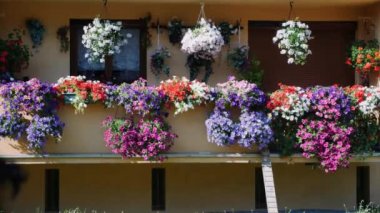 Balkonda saksılar var. Çiçekli veranda. Balkonda açan renkli çiçekler. Çiçek açan petunyalar, sardunyalar, terasta begonyalar ve fuşyalar.