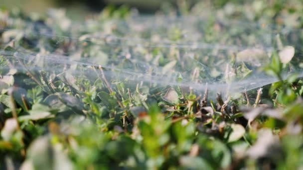 Close-up zicht op spinnenweb op groene struik. Spinnenweb op tak waait door de wind — Stockvideo