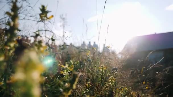Neuvěřitelné pole květin a pšenice na vrcholu Karpat proti slunci a modré obloze v létě. Sluneční paprsky se prodírají zelenou trávou a květinami. Neuvěřitelná horská příroda — Stock video