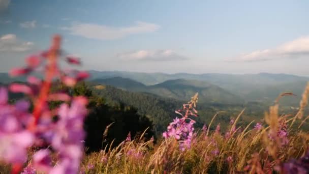 Hermoso campo de flores violetas y trigo balanceándose en el viento en la cima de las montañas en el soleado día de verano. Increíble naturaleza de montaña con fondo de cielo azul — Vídeos de Stock